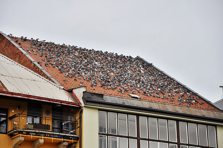 A2B Pest Control are able to install spikes to deter birds from roofs in Oxford. 