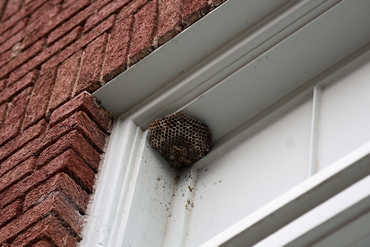 We provide a wasp nest removal service for domestic and commercial properties in Oxford.